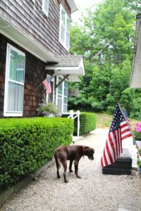 Dogs have free reign.