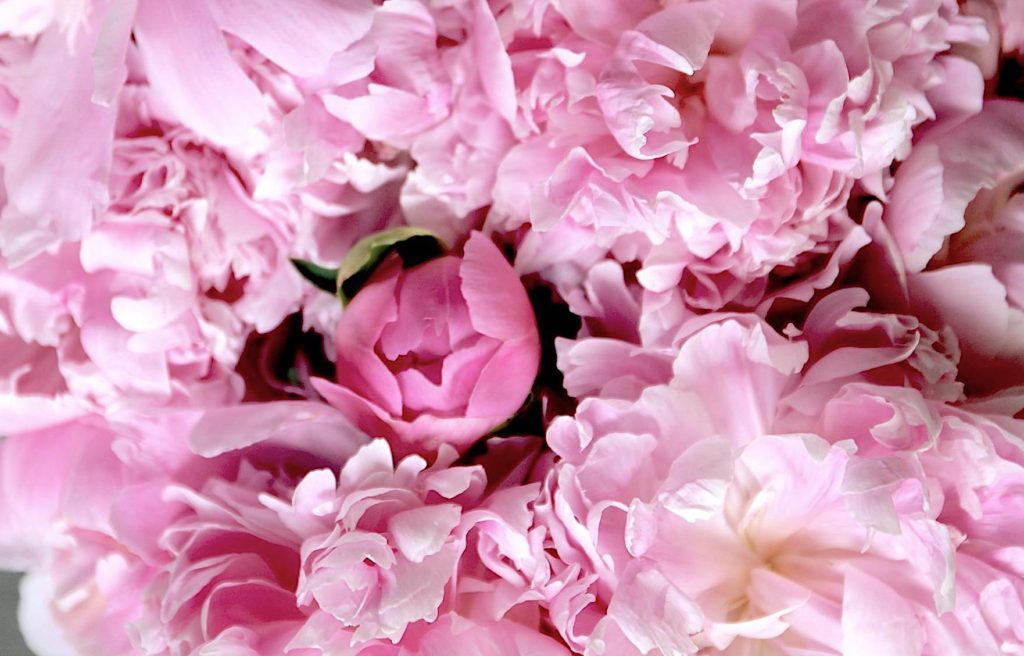 Peonies for Mother's Day